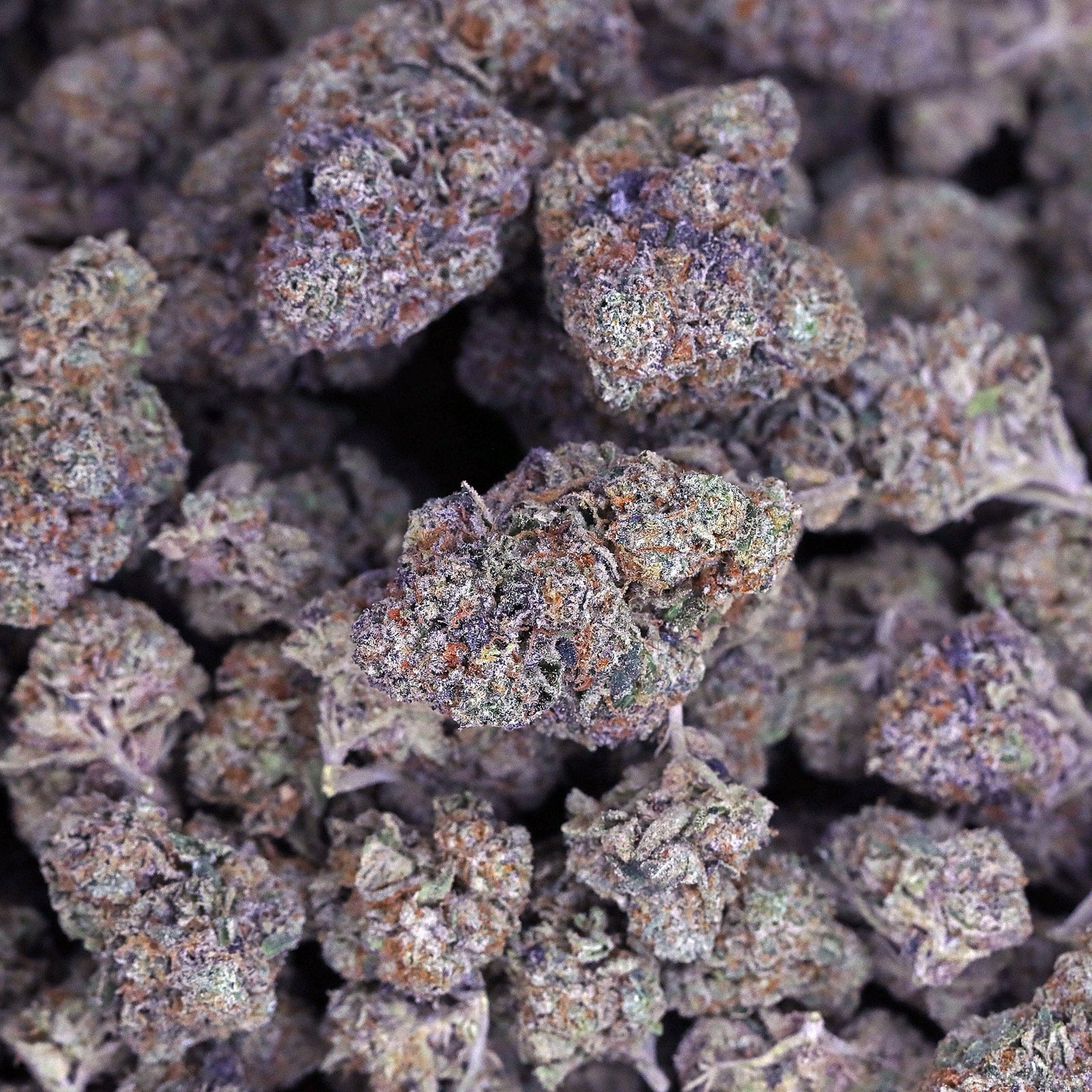 Bacio Gelato 41 THCa Flower *Exotic* - Image 3